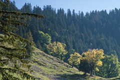 Berg-Ahorn im Herbst